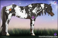 Horse Color:White Spotted Liver Chestnut 