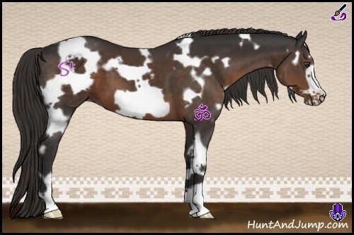 Horse Color:White Spotted Liver Chestnut Frame 