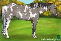 Horse Color:White Spotted Smoky Grullo Rabicano