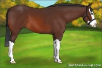 Horse Color:Bay Splash 