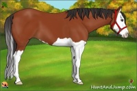 Horse Color:Bay Splash 