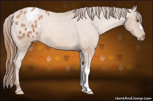 Horse Color:Bay Pearl Appaloosa 