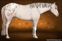Horse Color:Bay Pearl Appaloosa