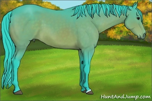 Horse Color:Watercolor Bay 