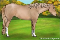 Horse Color:Liver Chestnut Pearl 