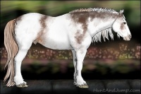 Horse Color:White Spotted Liver Chestnut Sabino