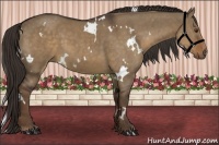 Horse Color:White Spotted Liver Red Dun 