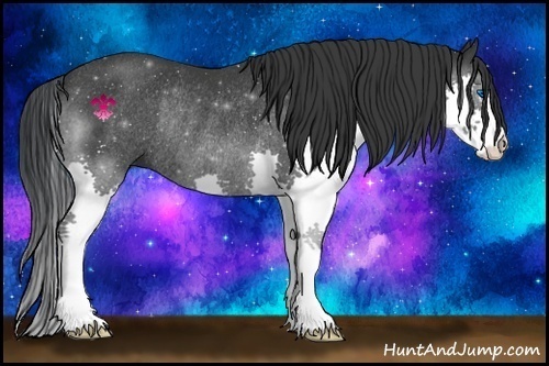 Horse Color:Black Splash Rabicano 