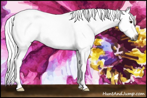 Horse Color:Gray Chestnut Splash Frame