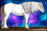 Horse Color:White Spotted Red Dun Rabicano 