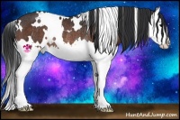 Horse Color:White Spotted Bay Splash Rabicano
