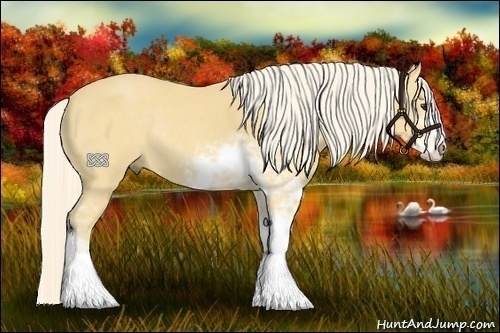 Horse Color:Palomino Sabino Rabicano 