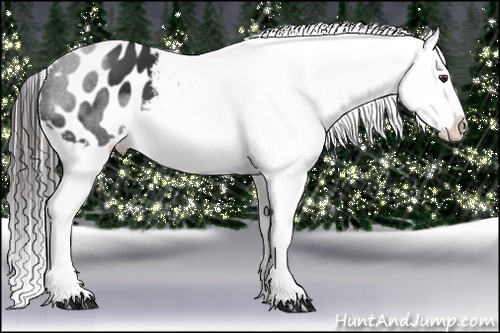 Horse Color:Liver Chestnut Appaloosa 