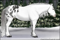 Horse Color:Liver Chestnut Appaloosa 