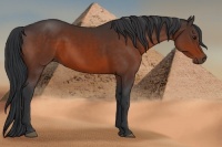 Horse Color:Bay Sabino 