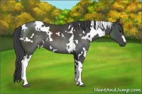 Horse Color:White Spotted Smoky Black