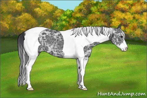 Horse Color:Black Ice Sabino Tobiano 