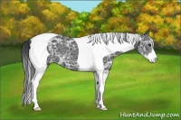 Horse Color:Black Ice Sabino Tobiano 