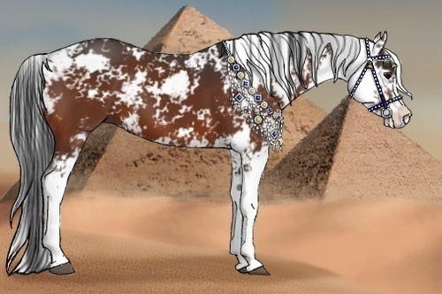 Horse Color:Bay Sabino 