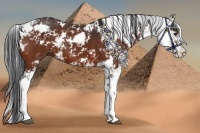 Horse Color:Bay Sabino 
