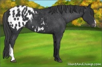 Horse Color:Black Appaloosa 