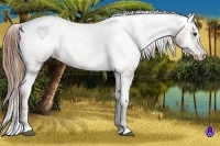 Horse Color:Chestnut Sabino Appaloosa