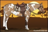 Horse Color:White Spotted Silver Bay Dun