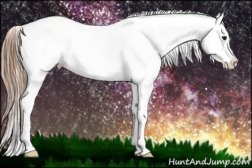 Horse Color:Black Pearl Appaloosa