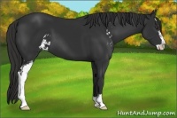 Horse Color:Liver Chestnut Sabino 