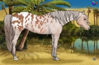 Horse Color:Bay Appaloosa Rabicano