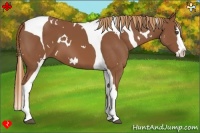 Horse Color:White Spotted Chestnut Splash Tobiano 
