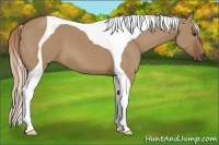 Horse Color:Red Dun Tobiano