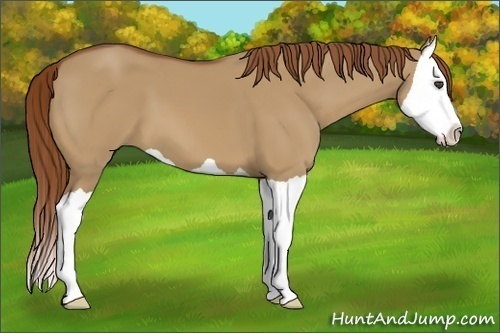 Horse Color:Red Dun Splash