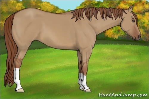 Horse Color:Red Dun