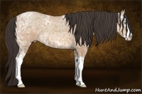Horse Color:Amber Champagne Ice Splash 