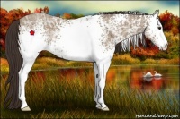 Horse Color:White Spotted Classic Champagne Ice