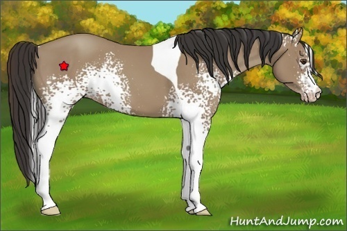 Horse Color:White Spotted Classic Champagne Tobiano 