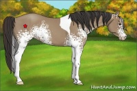 Horse Color:White Spotted Classic Champagne Tobiano 