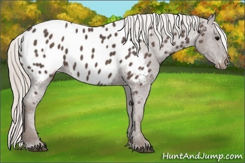 Horse Color:Silver Black Appaloosa 