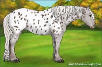 Horse Color:Silver Black Appaloosa 