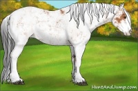 Horse Color:Bay Sabino 