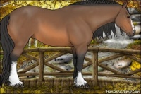 Horse Color:White Spotted Buckskin 
