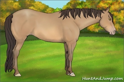 Horse Color:Amber Champagne 