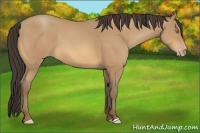 Horse Color:Amber Champagne 