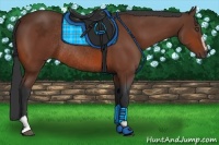 Horse Color:Bay Sabino Rabicano