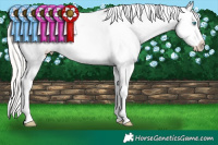 Horse Color:White Spotted Cremello Dun Appaloosa Rabicano