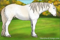 Horse Color:White Spotted Perlino Dun 