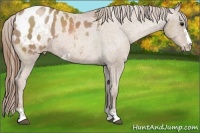 Horse Color:Black Pearl Sabino Appaloosa