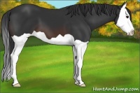 Horse Color:Brown Splash 