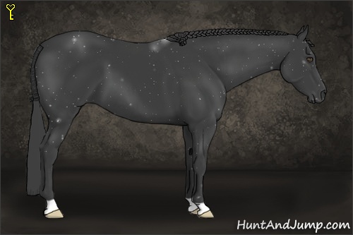 Horse Color:Smoky Black
